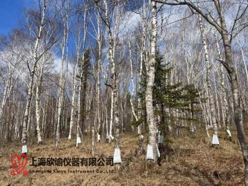 17495362707799.jpg 樺樹(shù)汁.jpg