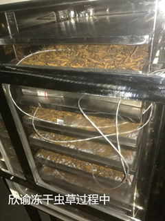 15532413679798.jpg 欣諭凍干蟲(chóng)草.jpg