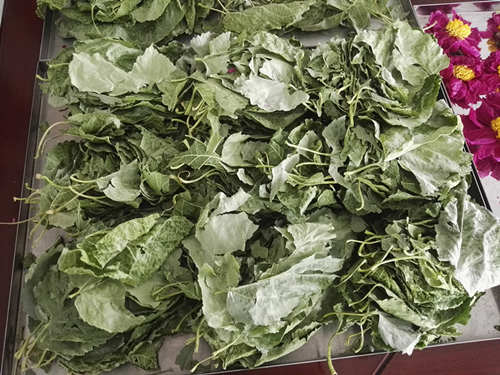 15807807727328.jpg 桑葉的凍干.jpg