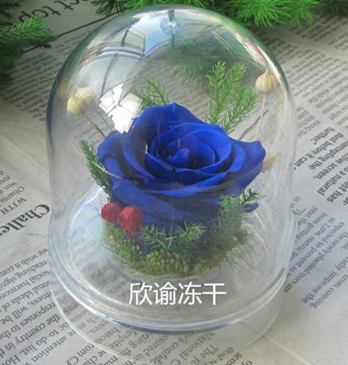 15883853424518.jpg 永生花凍干.jpg